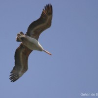 Pelecanus philippensis Gmelin, 1789